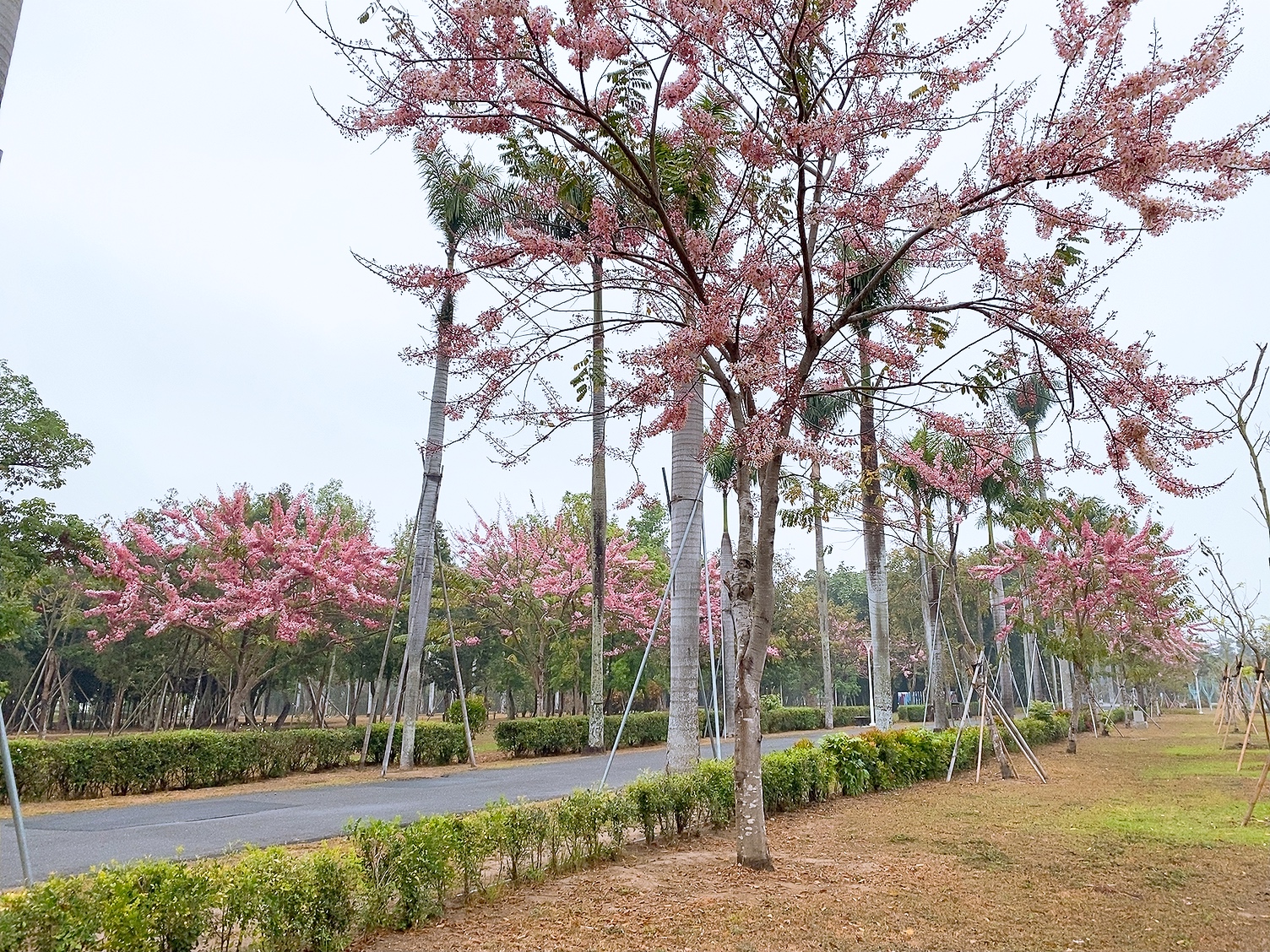 花旗木大盛開 水道博物館降下粉紅色「櫻花雨」