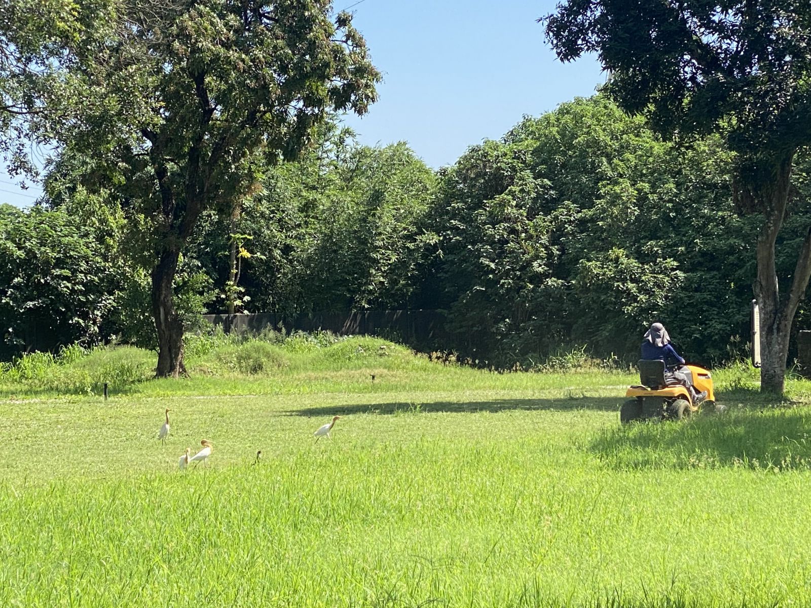 疫情期間台南水道天天上演禽鳥餵食秀  精采程度不遜清境農場綿羊秀